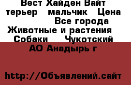 Вест Хайден Вайт терьер - мальчик › Цена ­ 35 000 - Все города Животные и растения » Собаки   . Чукотский АО,Анадырь г.